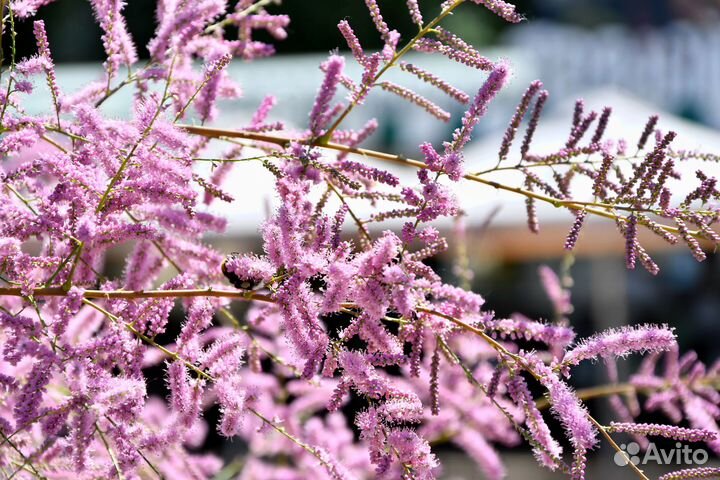 Nikon AF-S 18-105mm f/3.5-5.6 VR Nikon AF-S 18-105