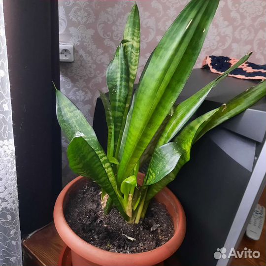 Комнатные цветы молочай