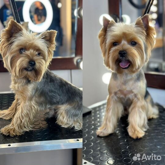 Груминг, стрижки, экспресс-линька, тримминг, спа