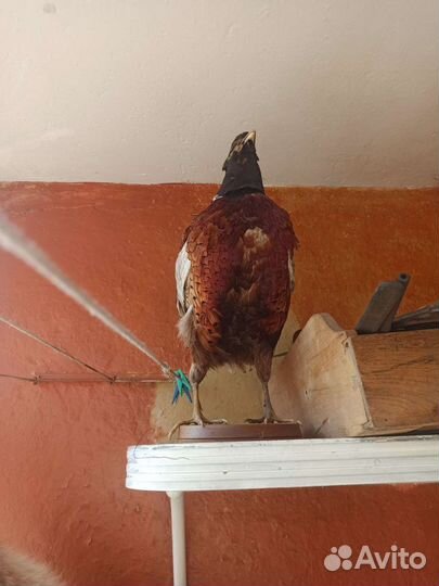 Чучело Птиц