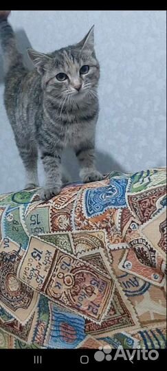 Кошечку в добрые руки