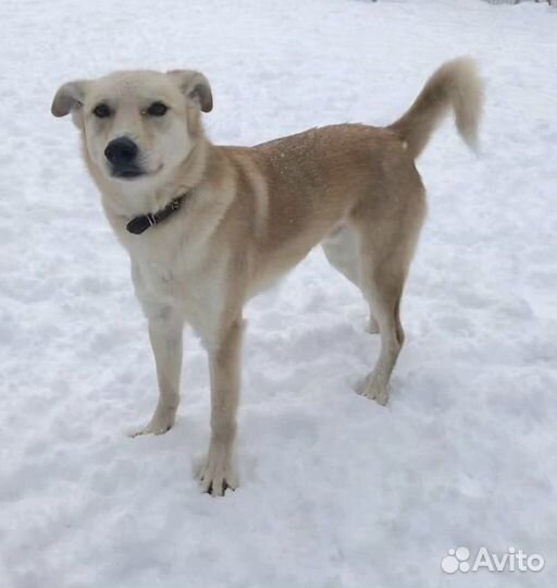 Собака лучший друг человека