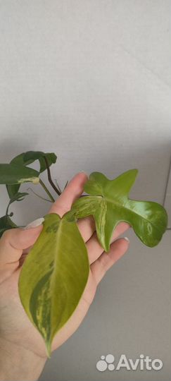 Филодендрон Маска вариегатная/Magic mask