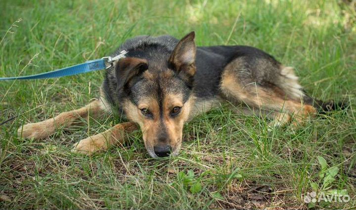 Умная собака ждёт в приюте хозяина