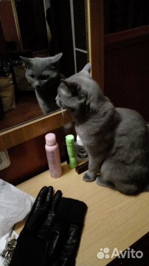 Выгул собак, передержка животных, зооняня