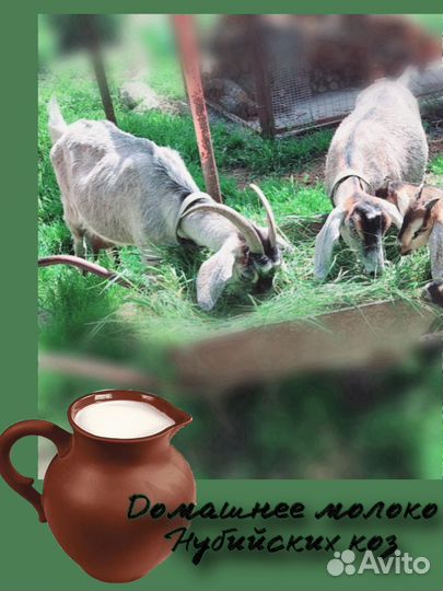 Козье молоко