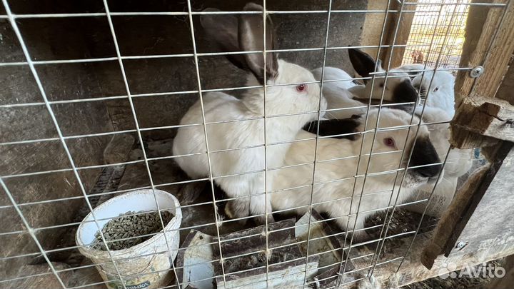 Калифорнийские кролики