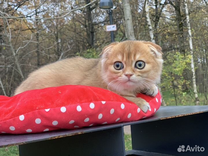 Золотой вислоухий котик