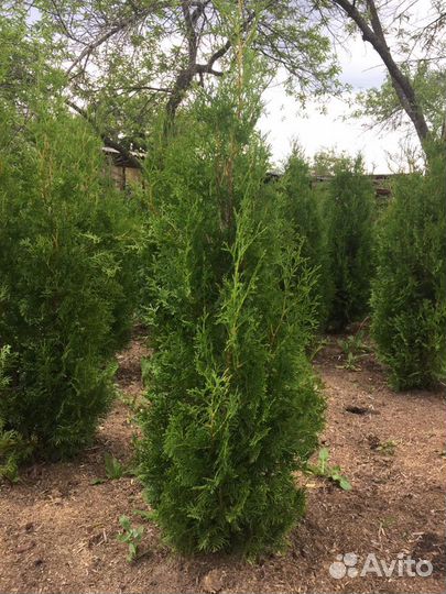 Саженцы разные