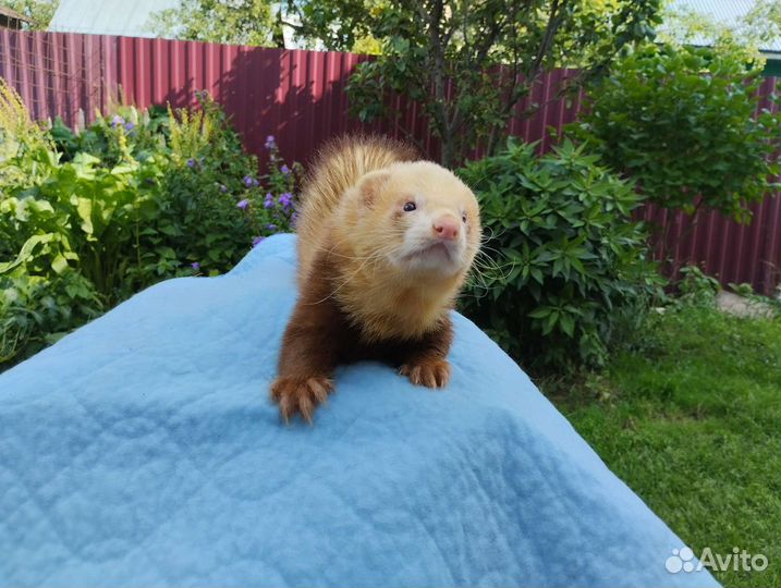 Хорек. Привит, ручной. Доставка