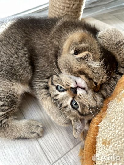 Шотландские вислоухие котята