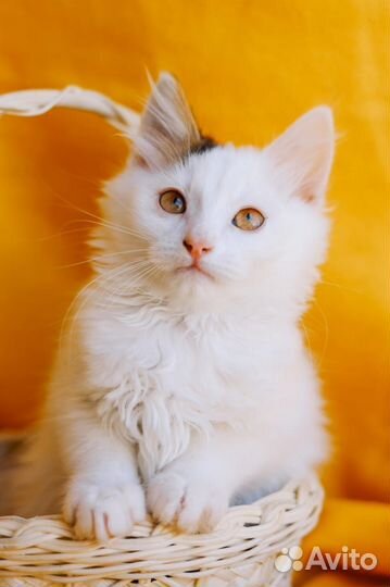 Малыш Каспер в поисках любящих ручек