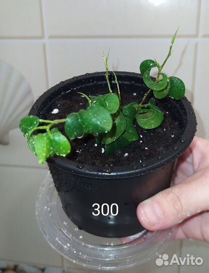 Фикус бенджамина Барок кудрявый