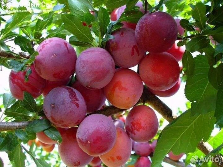 Алыча Путешественница