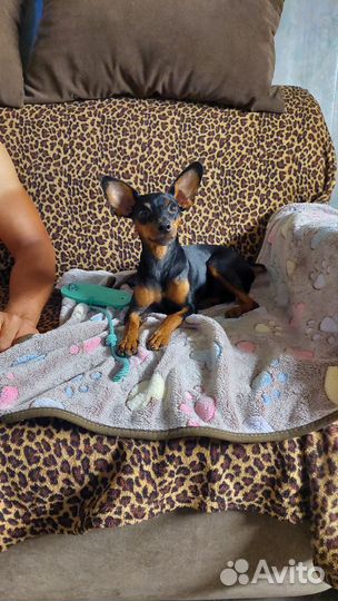 Цвергпинчер