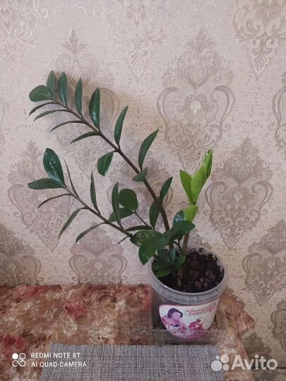 Замиокулькас