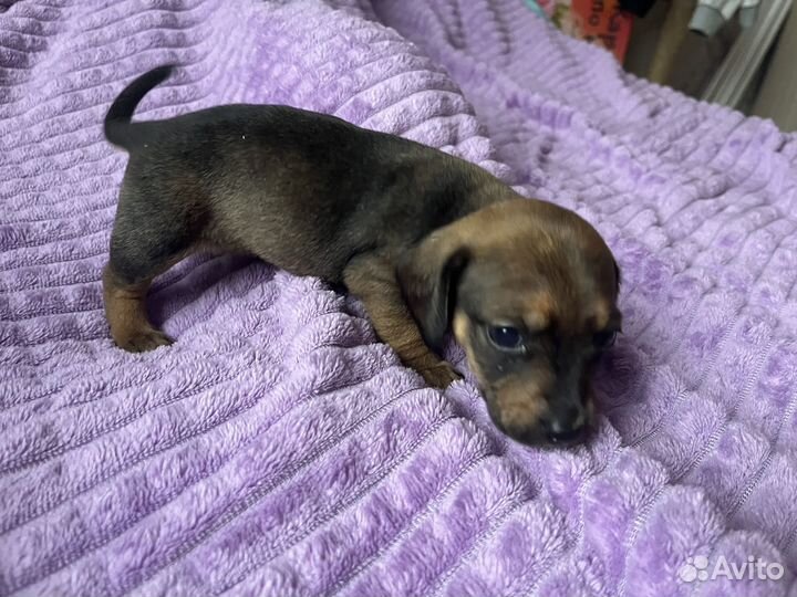 Щенок таксы