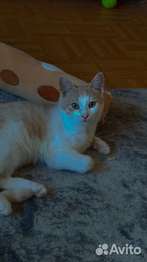 Кошки в добрые руки бесплатно