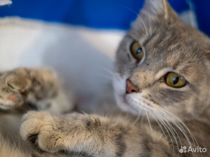 Кошка Возраст 1 год