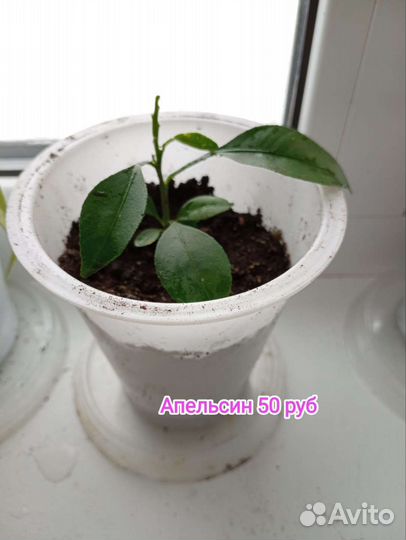 Аглаонема и апельсин