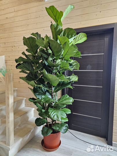 Фикус Лирата/Лировидный 3 ствола Крупномер