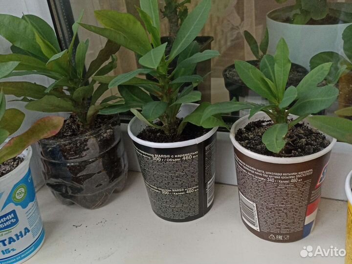 Эуфорбия миля