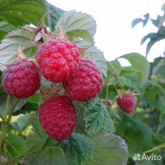 Малина красная, саженцы