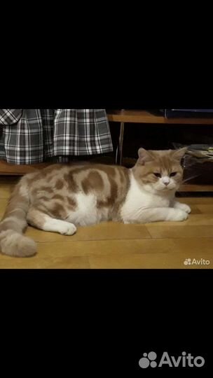 Шотландская