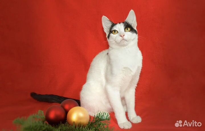 Кошка взросрая