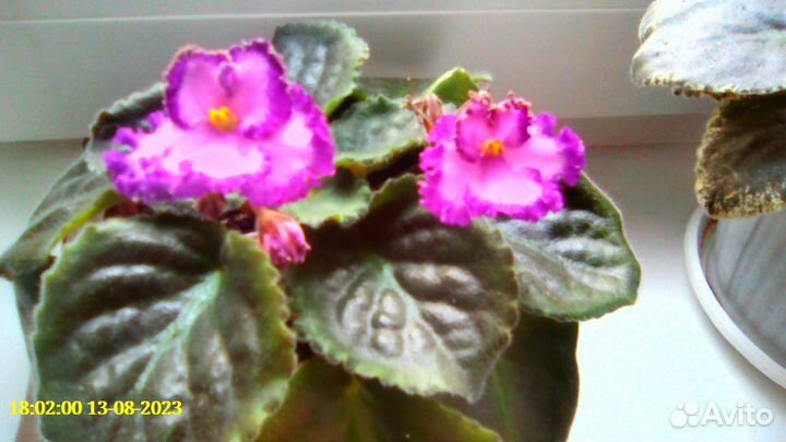 Алоэ столетник