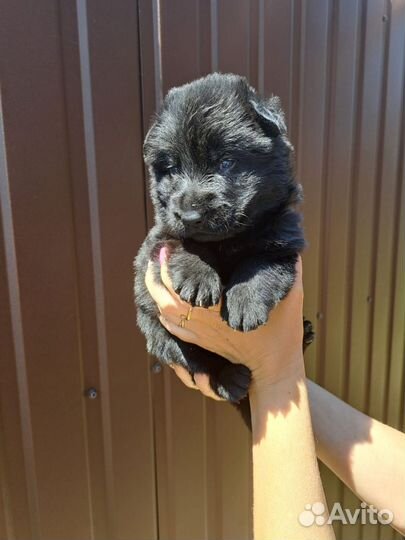 Щенки немецкой овчарки черные