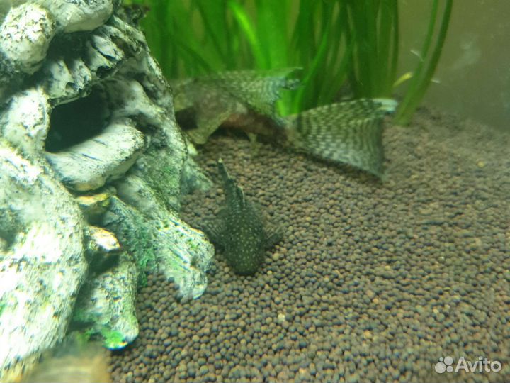 Аквариумные рыбки