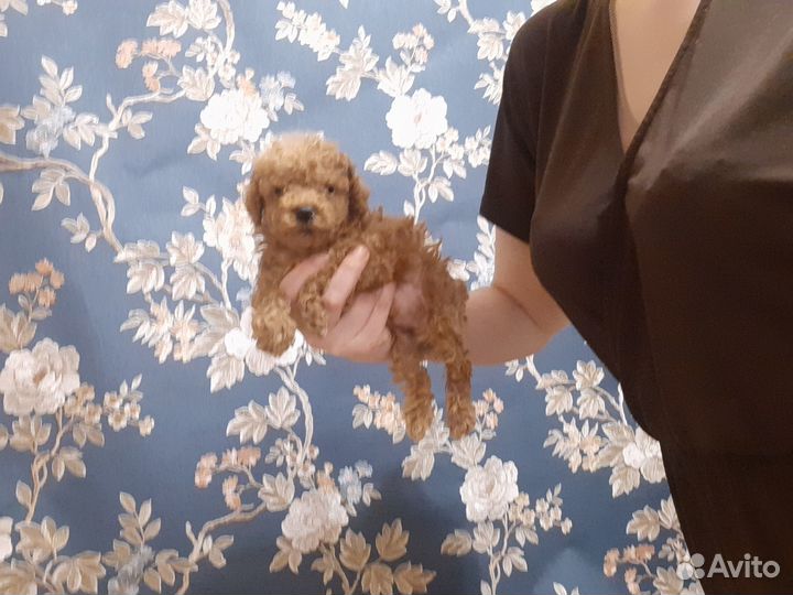 Мальтипу Мини-Микро f1 ф1 Тикап москвичи