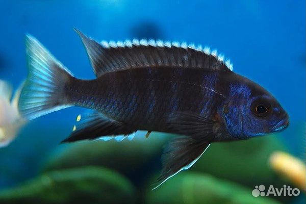 Цихлиды подростки