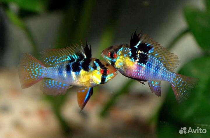 Апистограмма рамирези