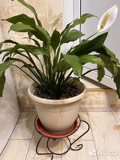 Комнатные домашние растения