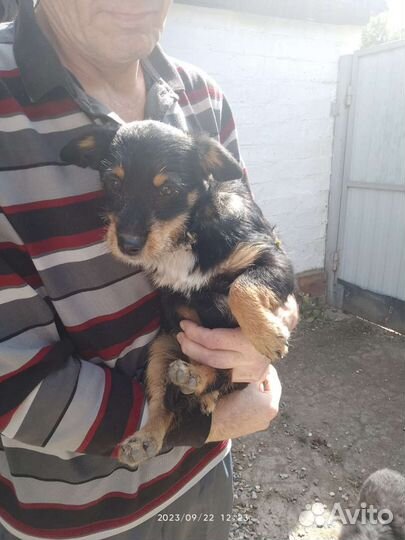 Двортерьер