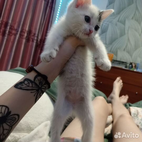 Котята