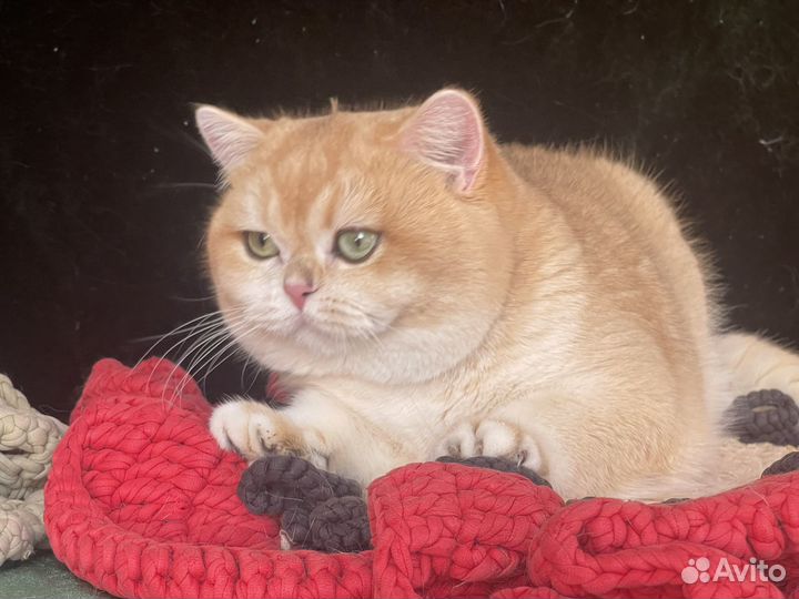 Британский золотой котик