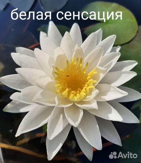 Нимфеи для пруда