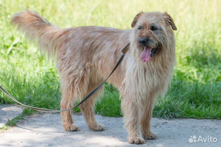 Лохматый молодой Кокос в поисках любящей семьи