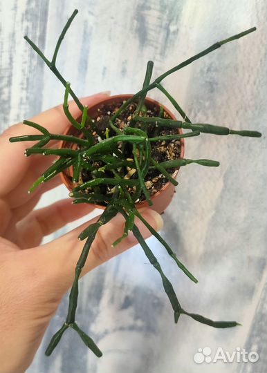 Бегония, Калатея, Давалия, Кордилина, Хатиора