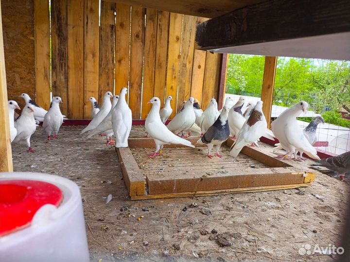 Продажа голубей