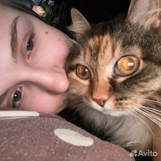 Передержка домашних животных