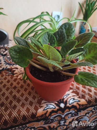 Комнатные растения цветы