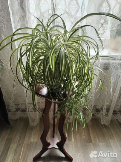 Хлорофитум Кудрявый (Бонни)