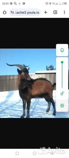 Козел чешский