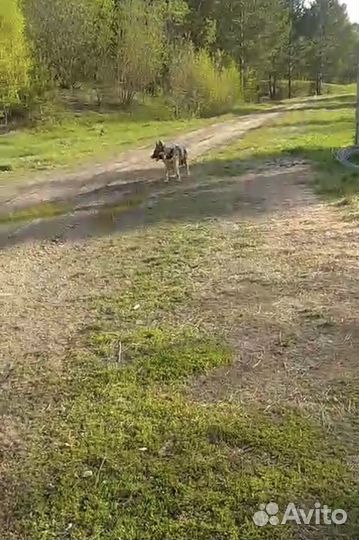 Отдам в добрые руки