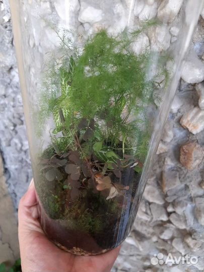 Флоррариум с комнатными цветами и орхидей