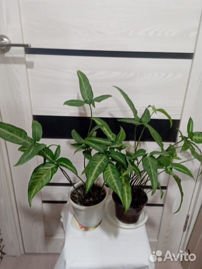 Продам цветы домашние